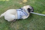 Pet Universal Harness with Leash Set Escape Proof Dog and Cat Harnesses Adjustable Reflective Soft Mesh Corduroy