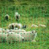 Electric Fence Netting, 42 in (H) x 164 ft (L), PE Net Fencing with Posts & Double-Spiked Stakes, Utility Portable Electric Fence for Pigs, Cows, Shee